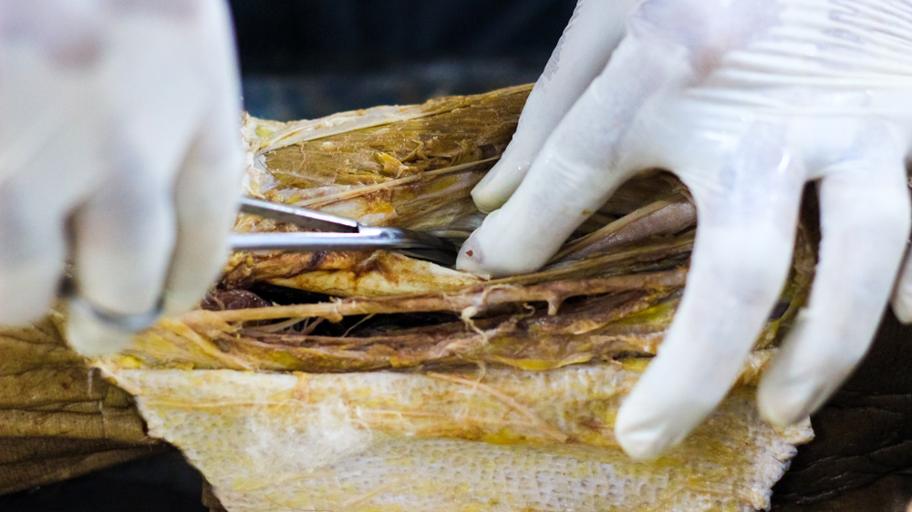 What Is The Difference Between Fascia And Fascia?